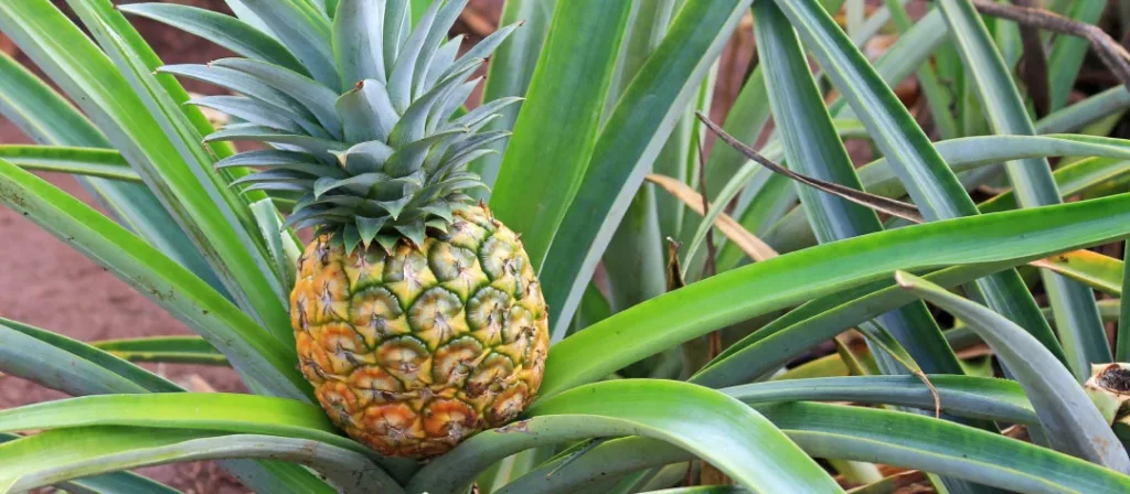 Tour bus driving past Oahu’s iconic beaches and coastline