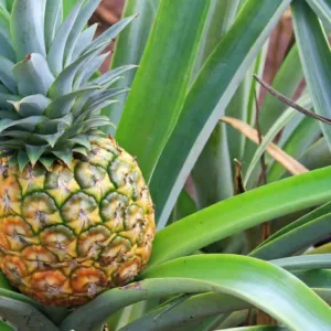 Tour bus driving past Oahu’s iconic beaches and coastline