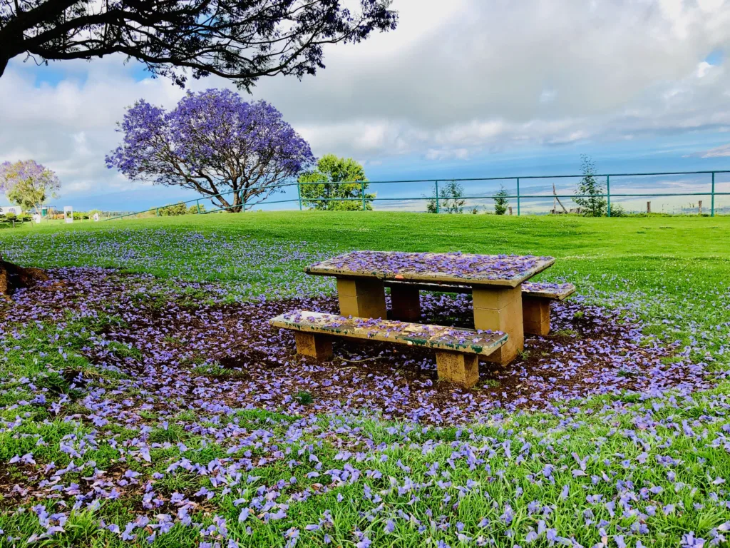Private tour group exploring Haleakala and Upcountry Maui