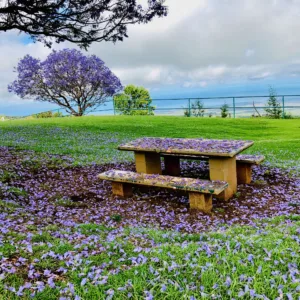 Private tour group exploring Haleakala and Upcountry Maui