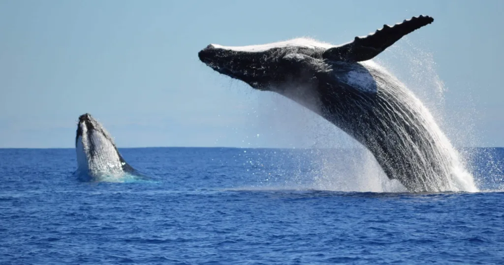 Whale watching cruise with expert narration in Waikiki