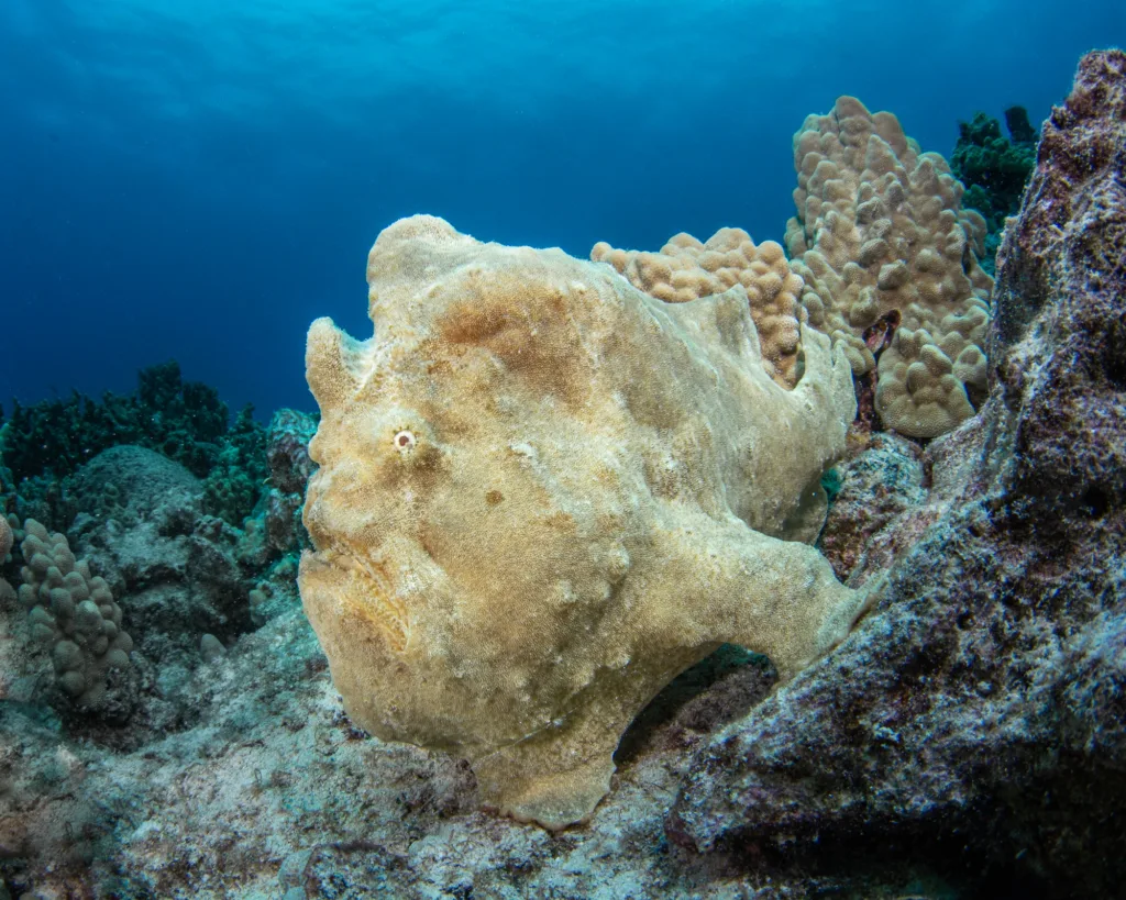 Diving boat anchored near vibrant coral reefs