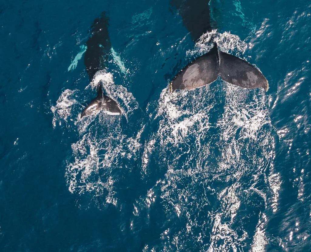 Boat cruising Waikiki coast during whale watching tour