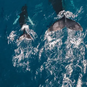 Boat cruising Waikiki coast during whale watching tour