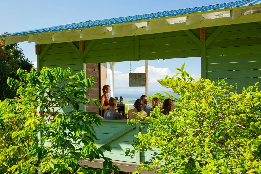 Coffee plants with ripe red cherries on farm
