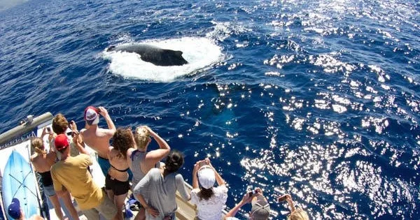 Whale watching led by certified Marine Naturalists