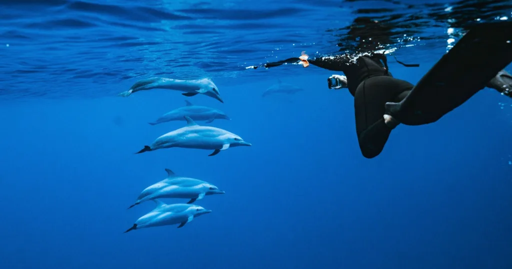 Speed boat ride to swim with dolphins