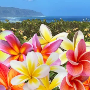 Visitors walking through plumeria flower garden