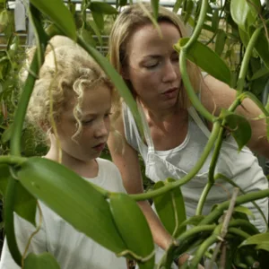 Visitors walking through a vanilla farm pathway