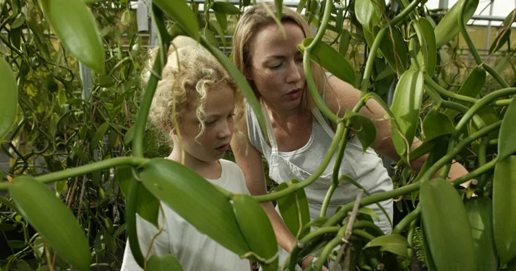 Visitors walking through a vanilla farm pathway