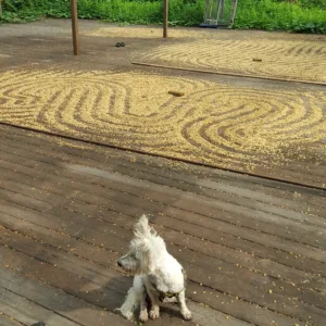 Three small cups of Kona coffee samples