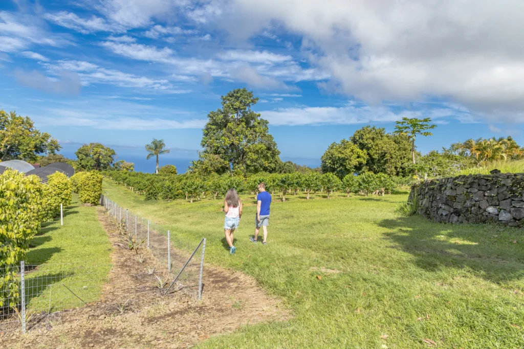 Coffee fields with ripe coffee cherries