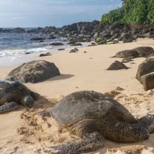 Tour group exploring scenic spots around Oahu island