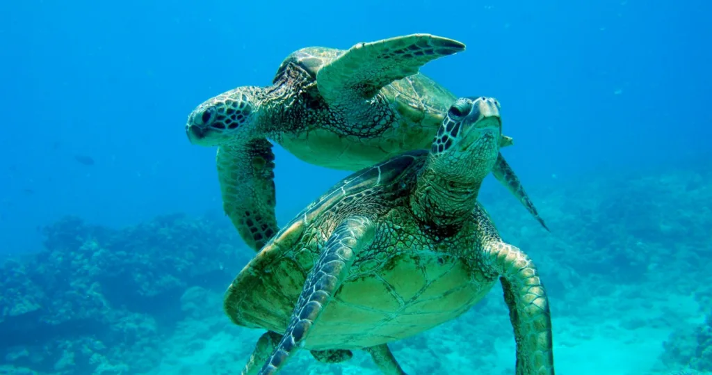 Full-day West Oahu adventure with hiking and snorkeling