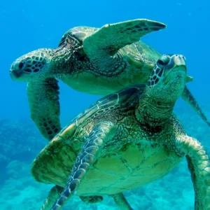 Full-day West Oahu adventure with hiking and snorkeling