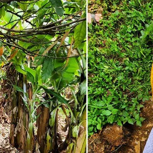 Chocolate shop and farm tour at Ua Hānai Orchards