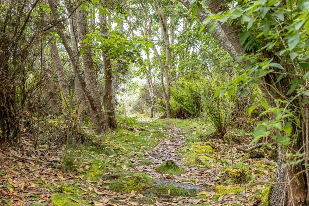 Hiker walking through lava fields on Pu'u O'o trail