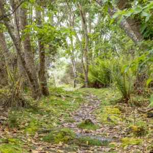 Hiker walking through lava fields on Pu'u O'o trail