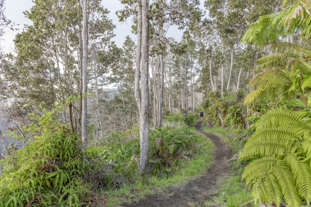 Guided private hike through Hawaii Volcanoes National Park