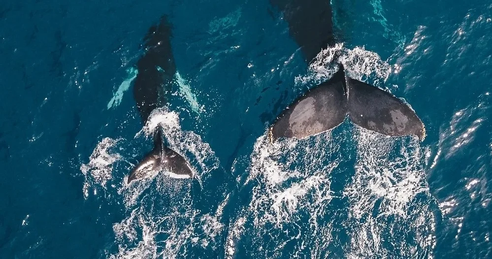 Boat cruising Waikiki coastline during whale watching tour