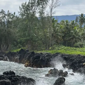 Lush rainforest along the Road to Hana trail