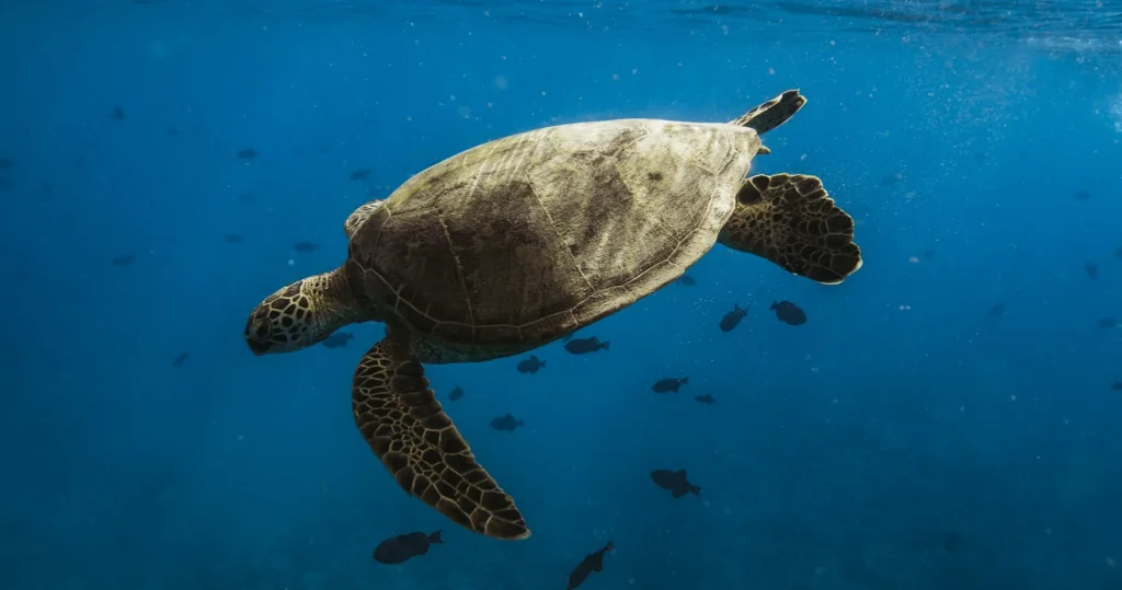 Small group snorkeling boat near Turtle Canyon