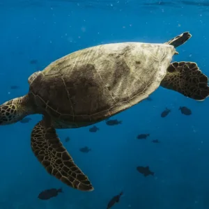 Small group snorkeling boat near Turtle Canyon