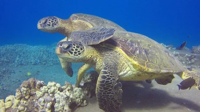 Scuba divers exploring a shark and turtle wreck site