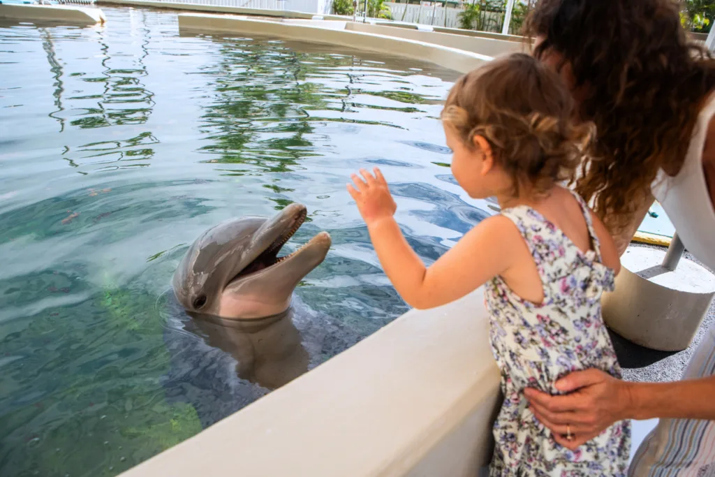 Visitor interacting with dolphin during dry-land encounter