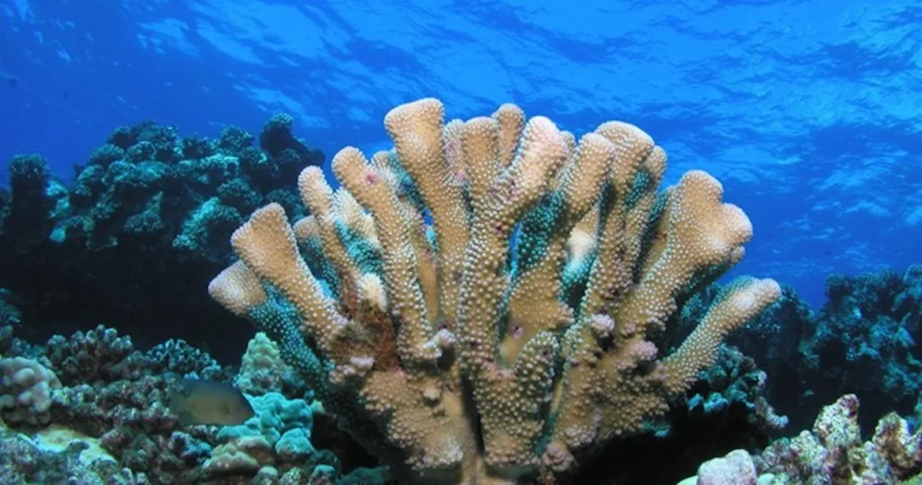 Scuba diver preparing equipment for open water certification