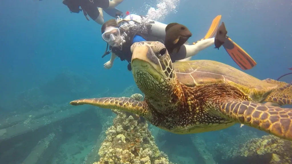 Scuba diver exploring coral reef underwater