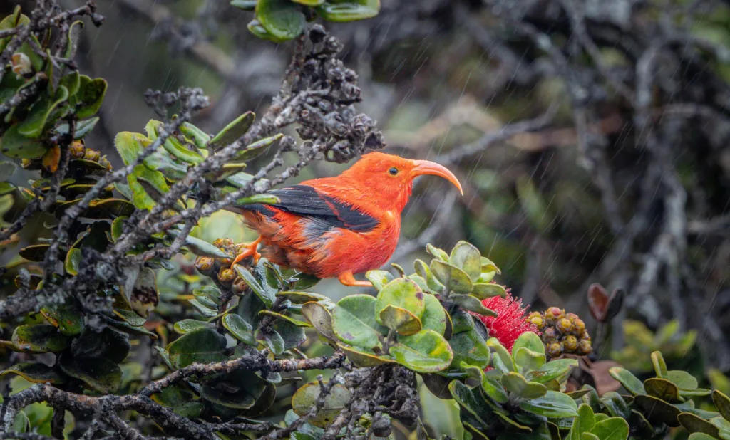 Guided birdwatching tour on Hawaii’s Big Island
