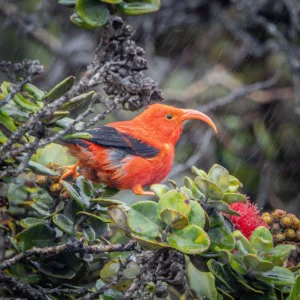 Guided birdwatching tour on Hawaii’s Big Island