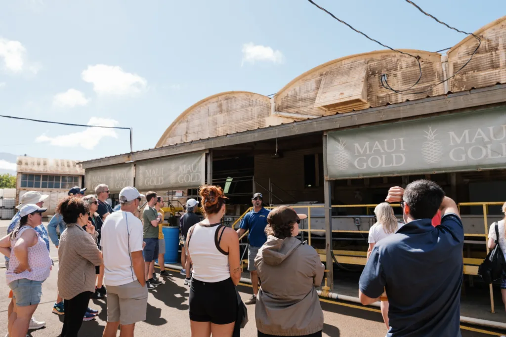 Tour group visiting Maui pineapple farm fields