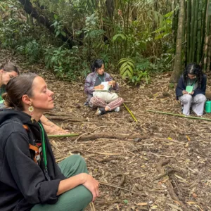 Peaceful tropical cloud forest with lush green foliage