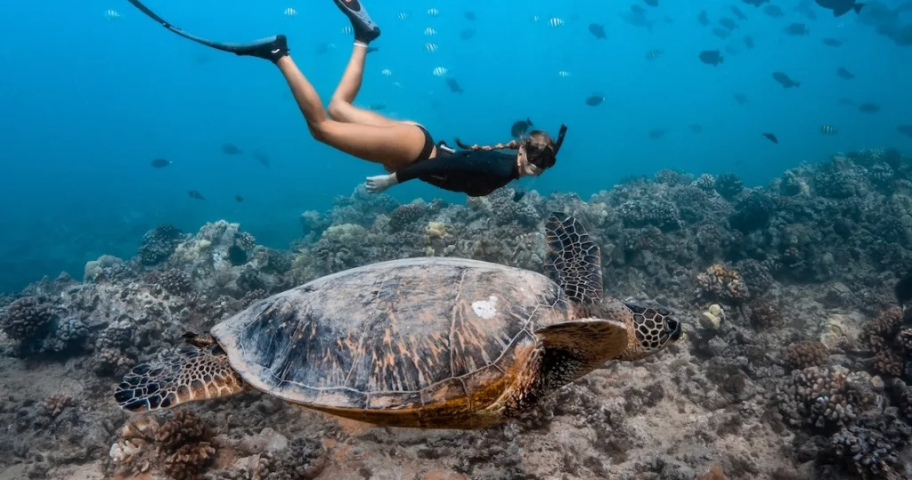 Snorkelers swimming among tropical fish in clear water