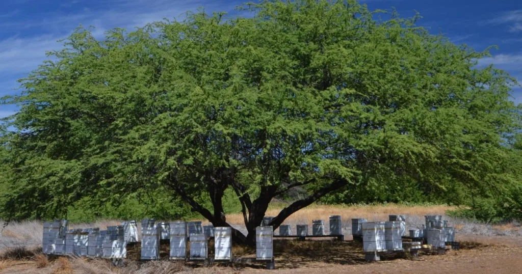 Visitors walking through organic Kiawe forest