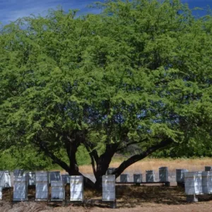 Visitors walking through organic Kiawe forest