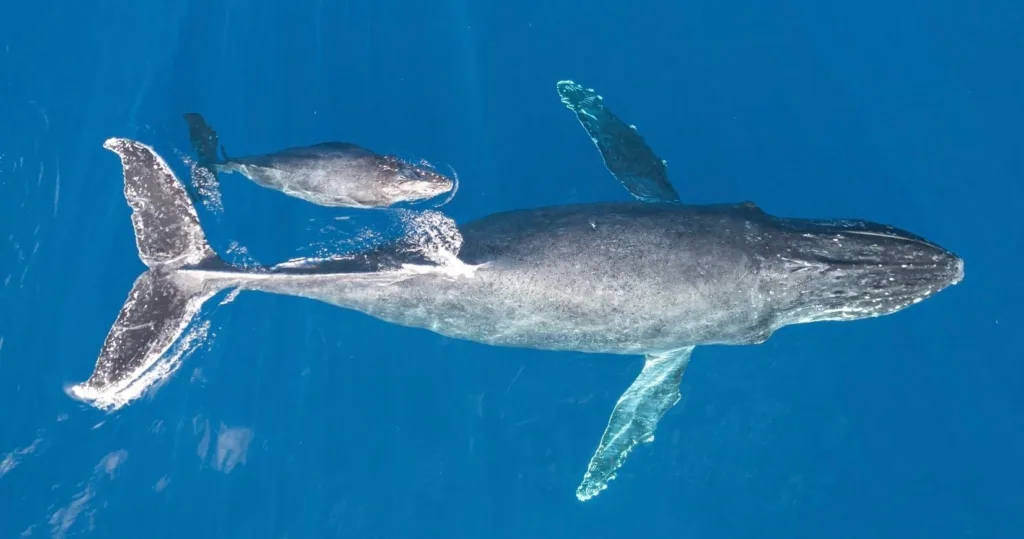 Tour boat near humpback whales in Alaska waters