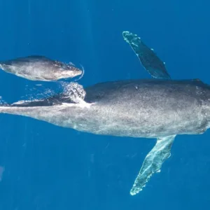 Tour boat near humpback whales in Alaska waters