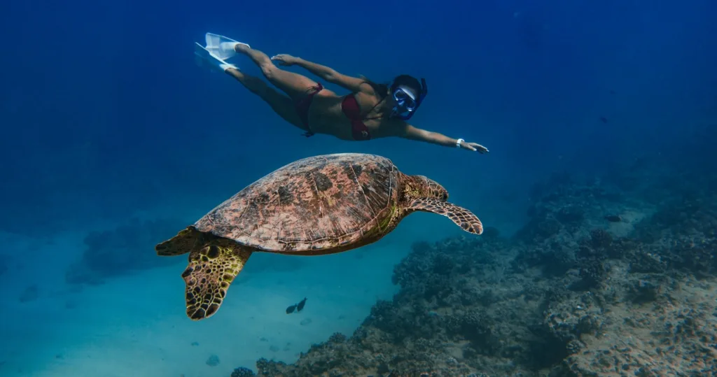 Snorkeling with Hawaiian Green Sea Turtles