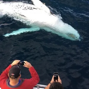 Private charter boat cruising along Kohala Coast