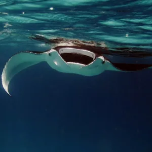 Snorkeling with manta rays at sunset on Big Island