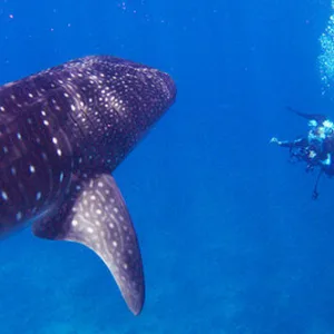 Three tank drift dive off Lanai for experienced divers