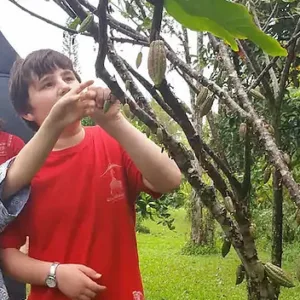 Guided tour of working chocolate farm in Pahoa, Hawaii
