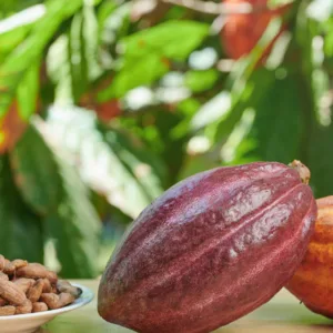 Person harvesting cacao pods by hand in plantation