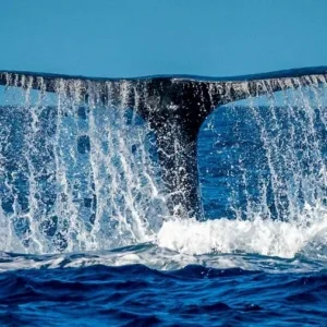 Photographer capturing whales from a small zodiac boat