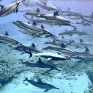 Tour group snorkeling near dolphins and turtles