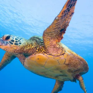 Snorkelers exploring Molokini crater waters