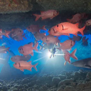 Night diver exploring underwater reef with flashlight